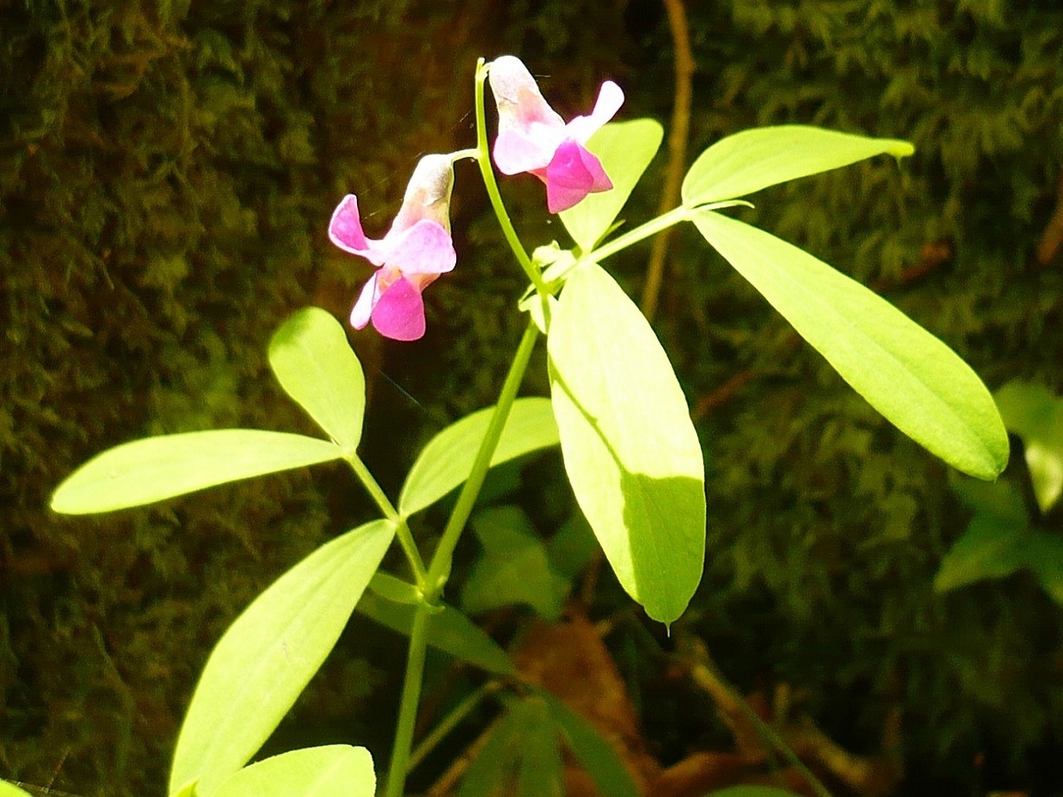 Lathyrus linifolius (Fabaceae)